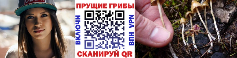Галлюциногенные грибы Cubensis  где можно купить   Сенгилей 